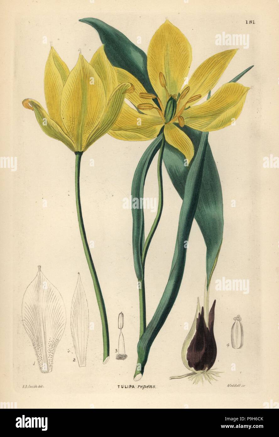Didier's tulip or garden tulip, Tulipa gesneriana (Creeping-rooted tulip, Tulipa repens). Handcoloured copperplate engraving by Weddell after Edwin Dalton Smith from John Lindley and Robert Sweet's Ornamental Flower Garden and Shrubbery, G. Willis, London, 1854. Stock Photo