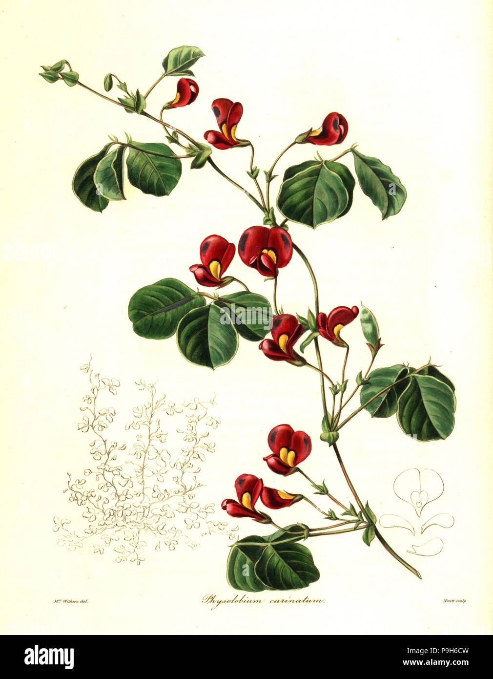 Kennedia carinata (Large-keeled physolobium, Physolobium carinatum ...