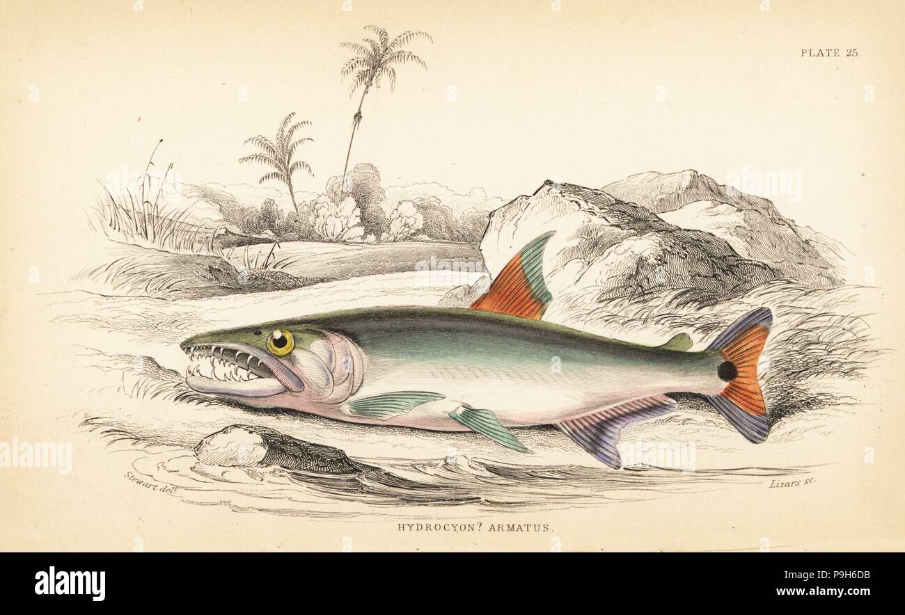 Payara, Hydrolycus armatus (Strong-toothed hydrocyon, Hydrocyon? armatus). Handcoloured steel engraving by W.H. Lizars after an illustration by James Stewart from Robert Schomburgk's Fishes of Guiana, part of Sir William Jardine's Naturalist's Library: Ichthyology, Edinburgh, 1841. Stock Photo