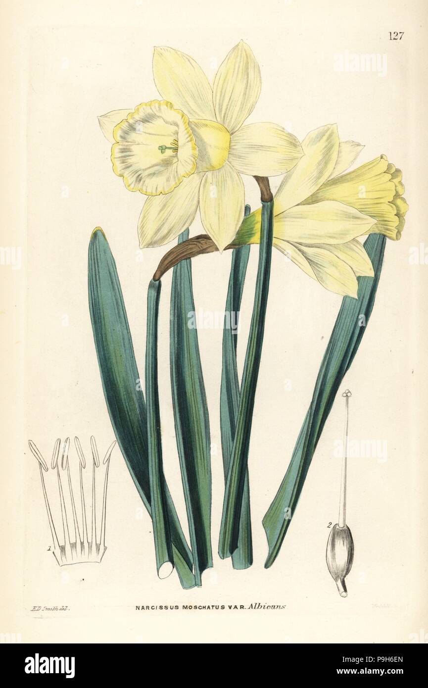 Wild daffodil, Narcissus pseudonarcissus subsp. moschatus (Greatest Spanish white narcissus, Narcissus moschatus var. albicans). Handcoloured copperplate engraving by Weddell after Edwin Dalton Smith from John Lindley and Robert Sweet's Ornamental Flower Garden and Shrubbery, G. Willis, London, 1854. Stock Photo