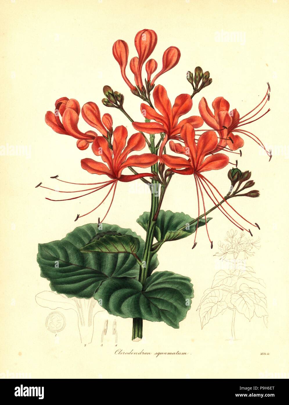 Glory bower, Clerodendrum japonicum (Scaly clerodendron, Clerodendron squamatum). Handcoloured copperplate engraving by Watts after a botanical illustration by Mills from Benjamin Maund and the Rev. John Stevens Henslow's The Botanist, London, 1836. Stock Photo