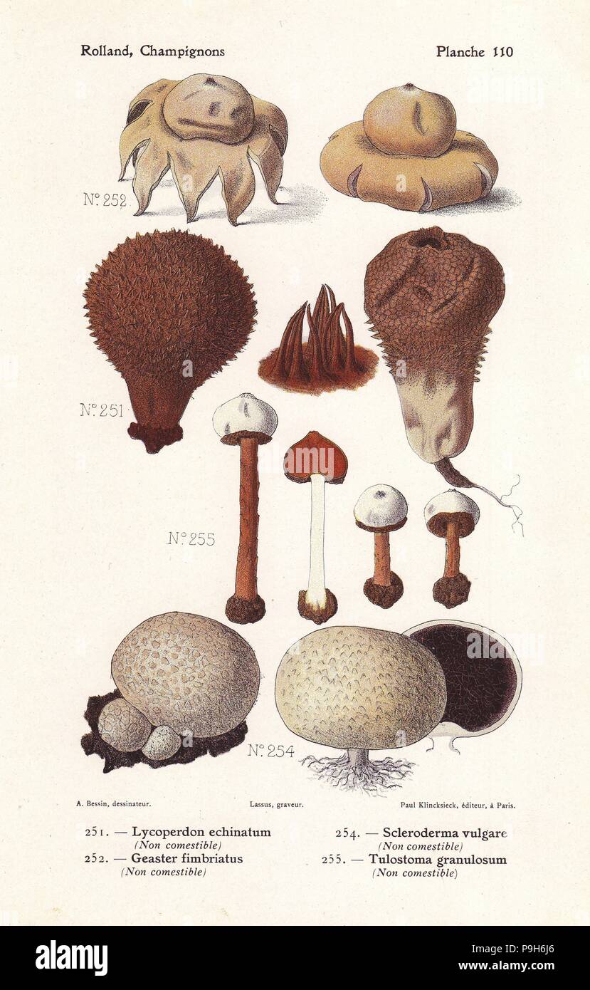 Spiny puffball, Lycoperdon echinatum, earthball, Scleroderma citrinum (Scleroderma vulgare), fringed earthstar, Geaster fimbriatus and Tulostoma fimbriatum (Tulostoma granulosum). Chromolithograph by Lassus after an illustration by A. Bessin from Leon Rolland's Guide to Mushrooms from France, Switzerland and Belgium, Atlas des Champignons, Paul Klincksieck, Paris, 1910. Stock Photo