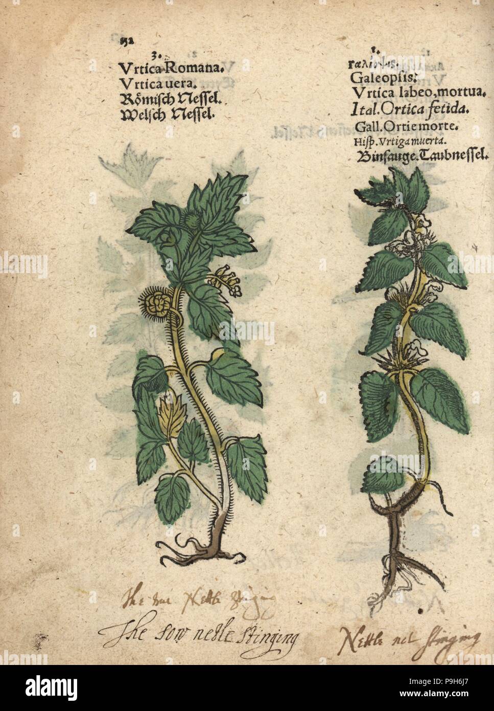 Stinging nettle, Urtica dioica, and hemp nettle, Galeopsis speciosa. Handcoloured woodblock engraving of a botanical illustration from Adam Lonicer's Krauterbuch, or Herbal, Frankfurt, 1557. This from a 17th century pirate edition or atlas of illustrations only, with captions in Latin, Greek, French, Italian, German, and in English manuscript. Stock Photo