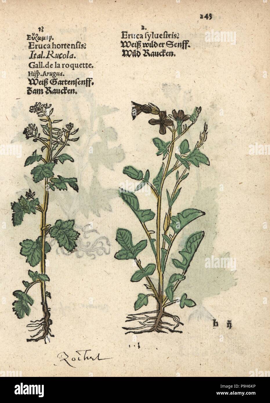 Rocket or arugula, Eruca sativa, and dogmustard, Erucastrum nasturtiifolium. Handcoloured woodblock engraving of a botanical illustration from Adam Lonicer's Krauterbuch, or Herbal, Frankfurt, 1557. This from a 17th century pirate edition or atlas of illustrations only, with captions in Latin, Greek, French, Italian, German, and in English manuscript. Stock Photo