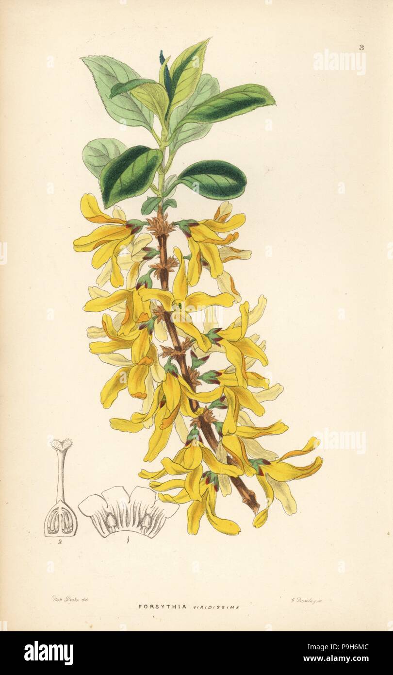 Dark green forsythia, Forsythia viridissima. Handcoloured copperplate engraving by G. Barclay after Miss Sarah Drake from John Lindley and Robert Sweet's Ornamental Flower Garden and Shrubbery, G. Willis, London, 1854. Stock Photo