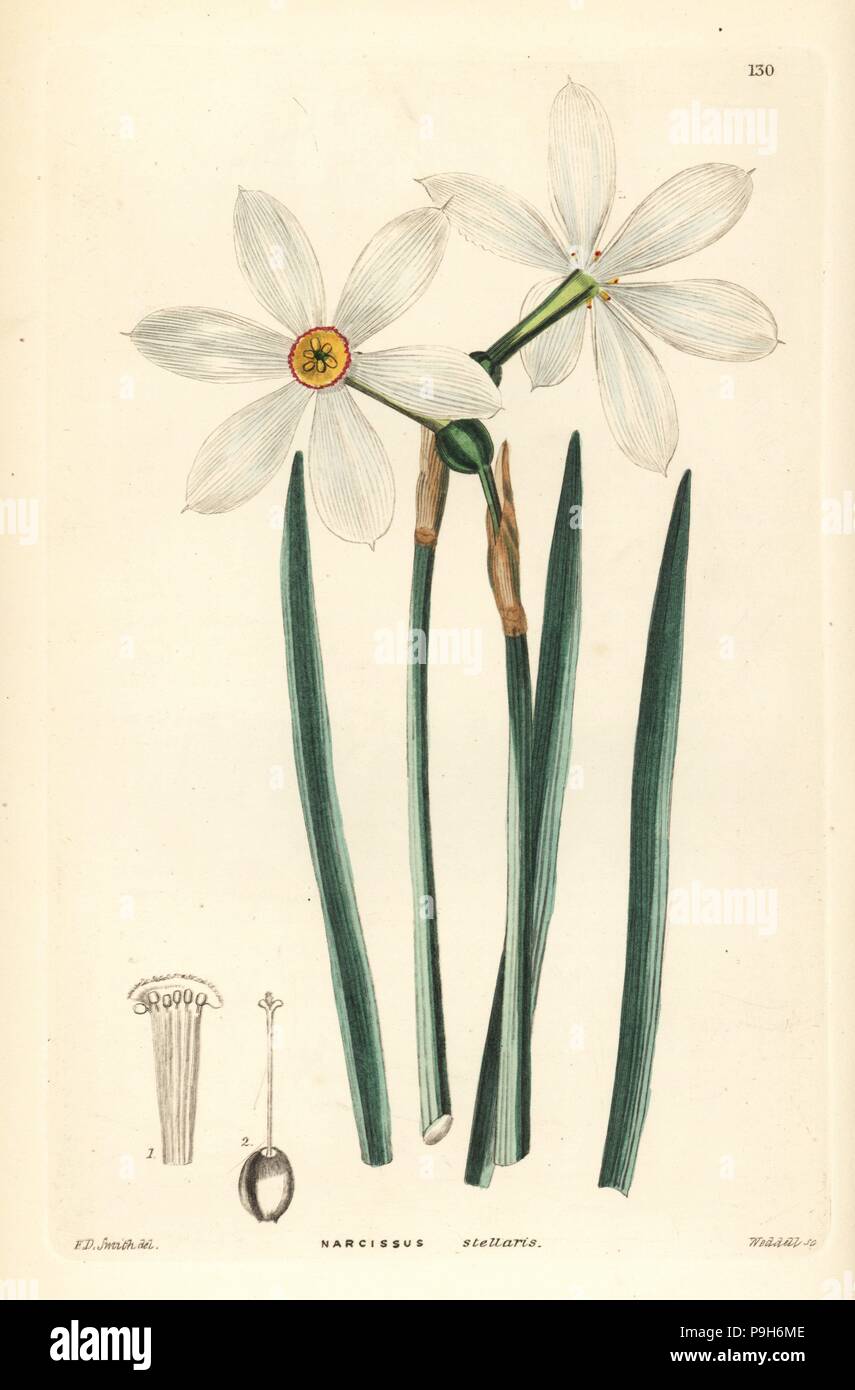 Poet's daffodil, Narcissus poeticus subsp. radiiflorus (Starry poet's narcissus, Narcissus stellaris). Handcoloured copperplate engraving by Weddell after Edwin Dalton Smith from John Lindley and Robert Sweet's Ornamental Flower Garden and Shrubbery, G. Willis, London, 1854. Stock Photo