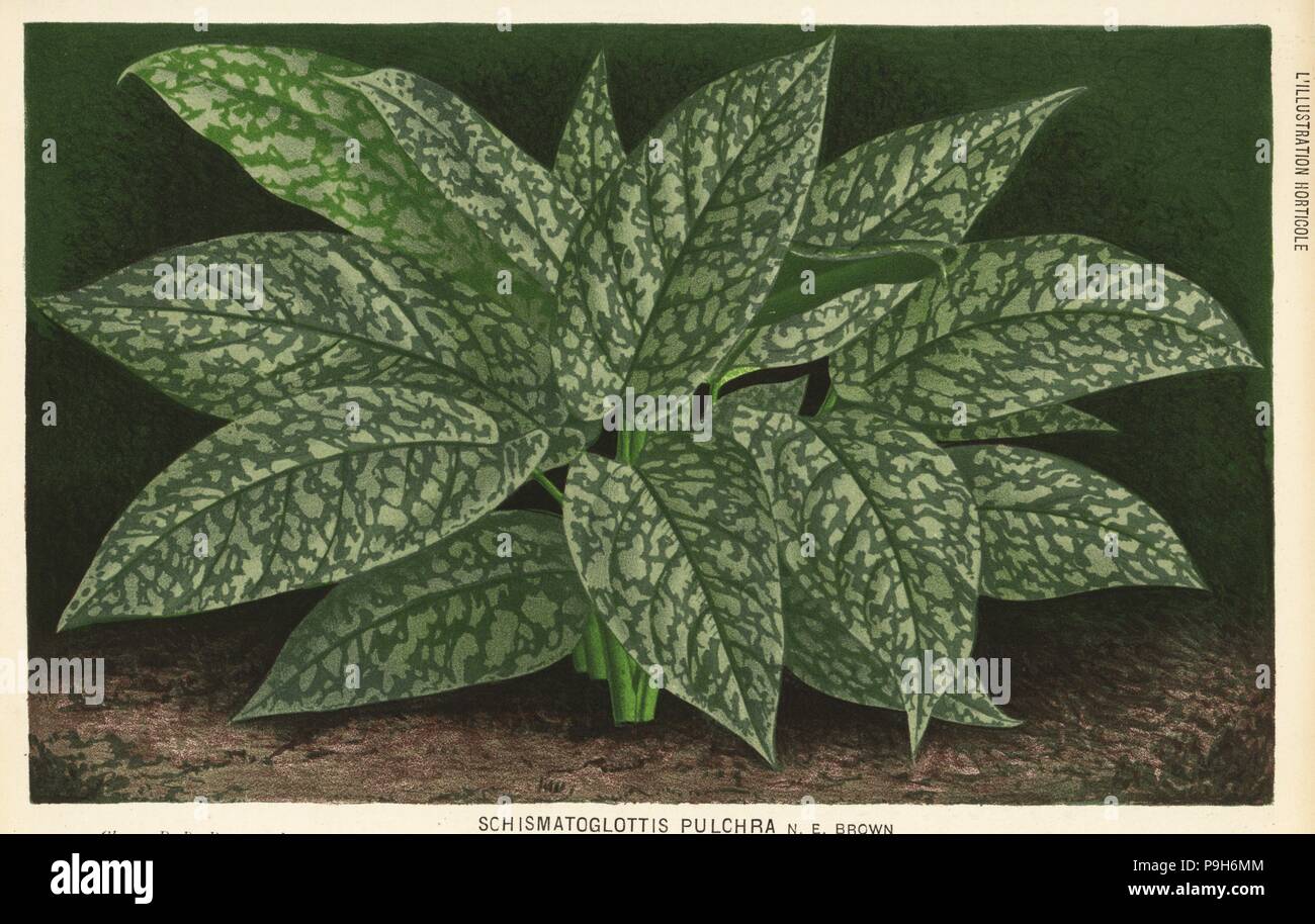 Schismatoglottis motleyana foliage plant (Schismatoglottis pulchra). Chromolithograph by Pieter de Pannemaeker from Jean Linden's l'Illustration Horticole, Brussels, 1884. Stock Photo