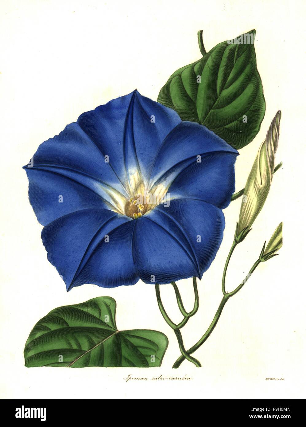 Morning glory, Ipomoea tricolor (Reddish-blue ipomoea, Ipomoea rubro-coerulea). Handcoloured copperplate engraving after a botanical illustration by Mrs Augusta Withers from Benjamin Maund and the Rev. John Stevens Henslow's The Botanist, London, 1836. Stock Photo