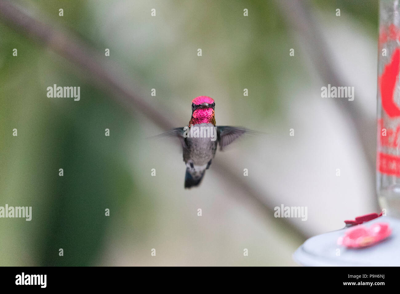 A wild adult male bee hummingbird, Mellisuga helenae, attracted to a feeder near Playa Larga, Cuba. Stock Photo