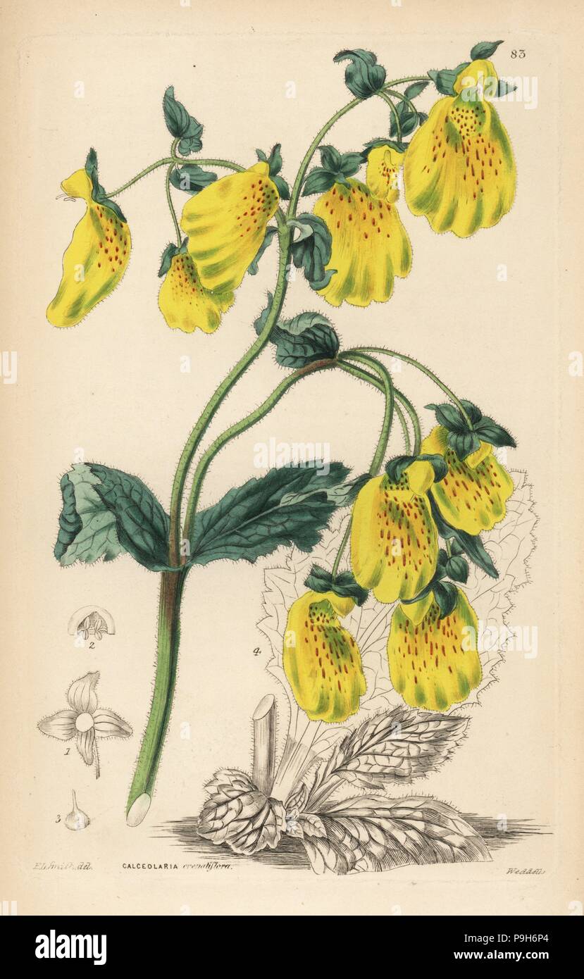 Large crenate-flowered slipperwort, Calceolaria crenatiflora. Handcoloured copperplate engraving by Weddell after Edwin Dalton Smith from John Lindley and Robert Sweet's Ornamental Flower Garden and Shrubbery, G. Willis, London, 1854. Stock Photo
