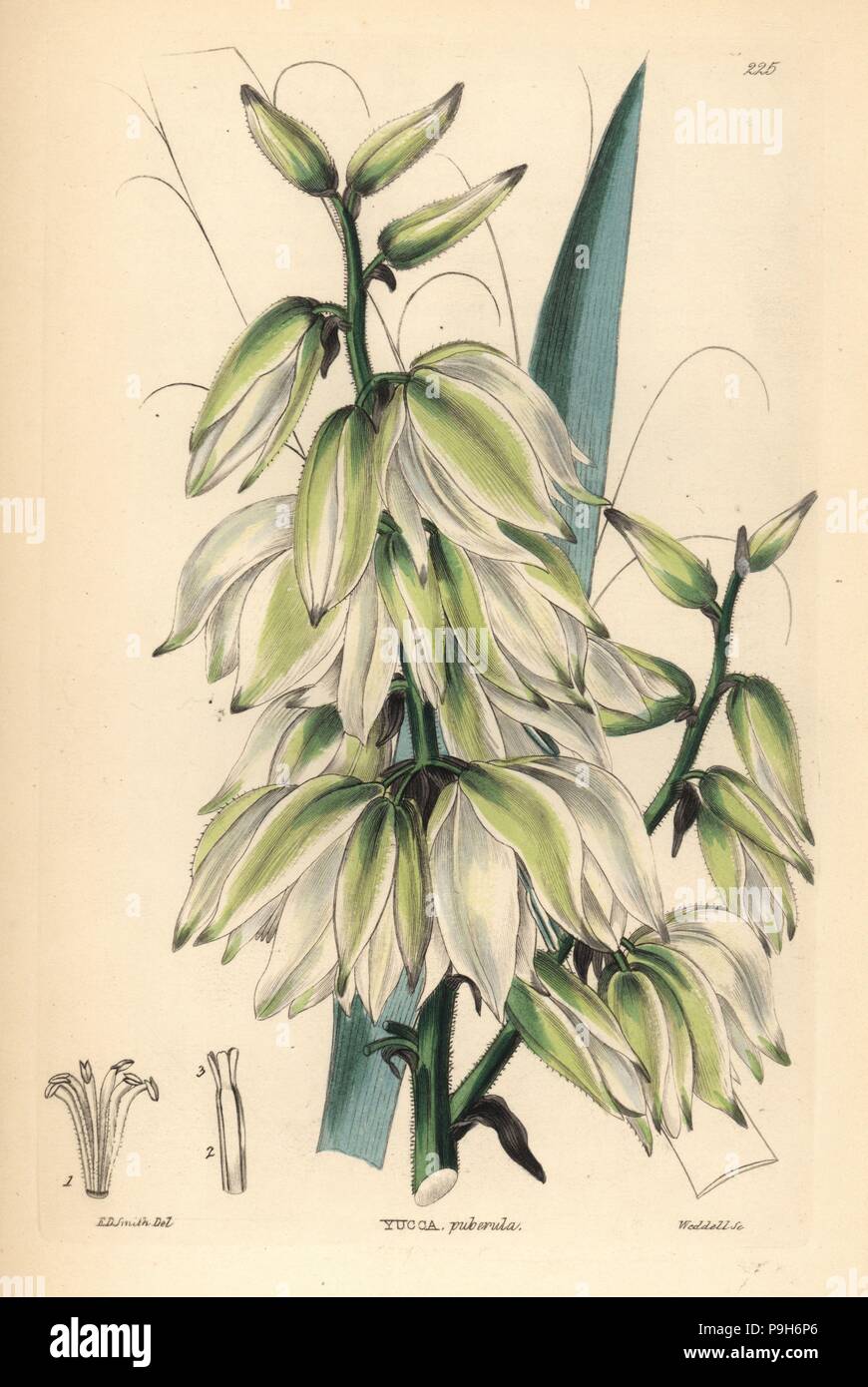 Adam's needle or needle palm, Yucca flaccida (Downy Adam's needle, Yucca puberula). Handcoloured copperplate engraving by Weddell after Edwin Dalton Smith from John Lindley and Robert Sweet's Ornamental Flower Garden and Shrubbery, G. Willis, London, 1854. Stock Photo