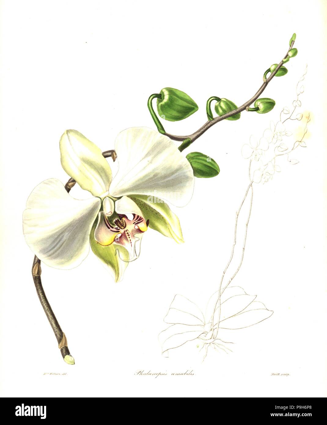 Moth orchid, Phalaenopsis amabilis. Handcoloured copperplate engraving by S. Nevitt after a botanical illustration by Mrs Augusta Withers from Benjamin Maund and the Rev. John Stevens Henslow's The Botanist, London, 1836. Stock Photo