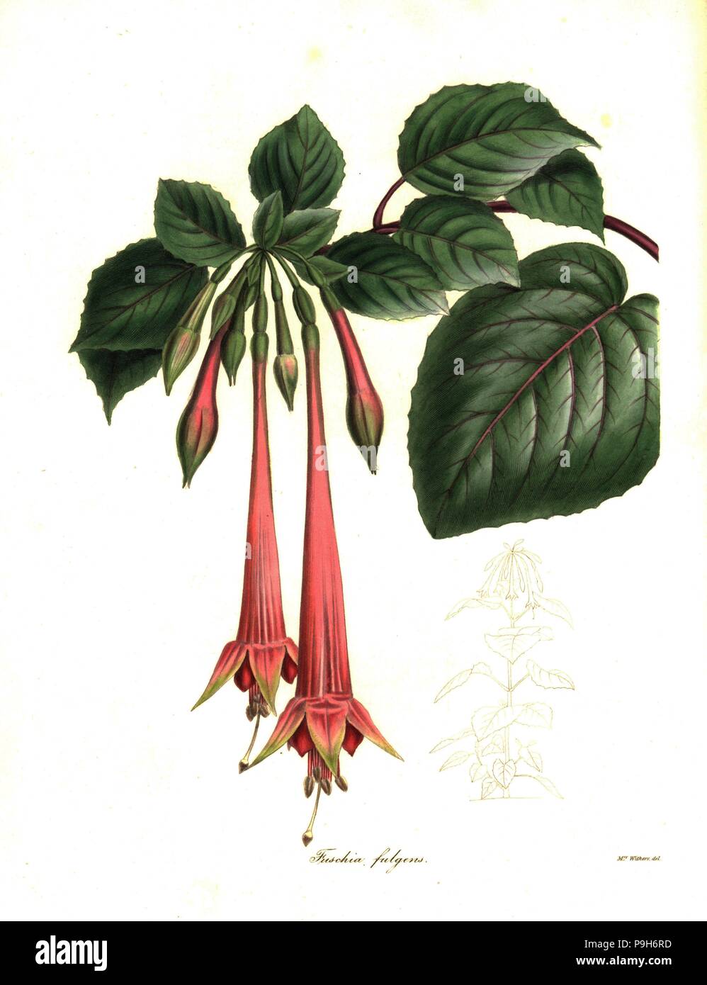 Brilliant fuchsia, Fuchsia fulgens. Handcoloured copperplate engraving after a botanical illustration by Mrs Augusta Withers from Benjamin Maund and the Rev. John Stevens Henslow's The Botanist, London, 1836. Stock Photo