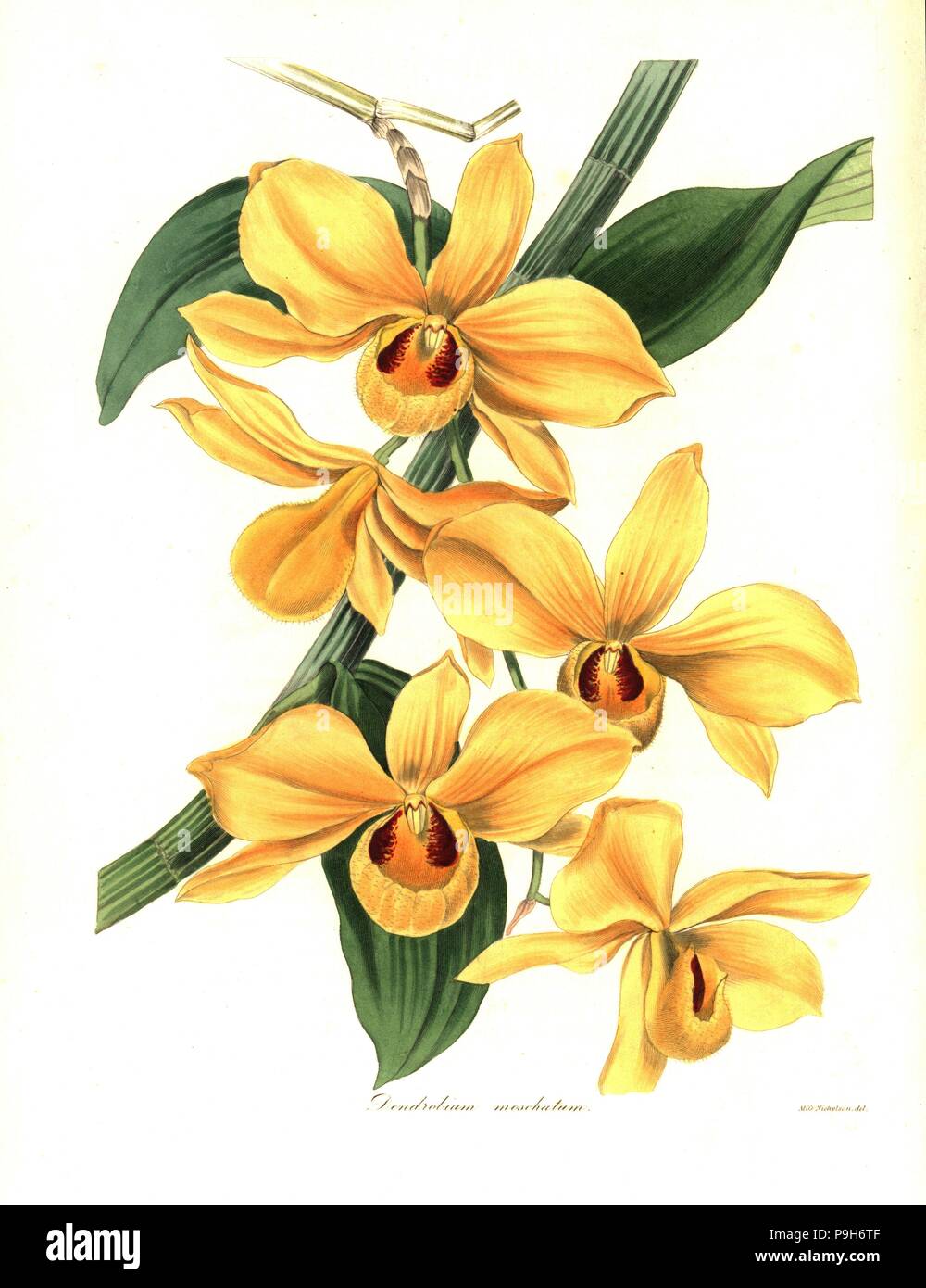 Musk-scented dendrobium orchid, Dendrobium moschatum. Handcoloured copperplate engraving after a botanical illustration by Miss Nicholson from Benjamin Maund and the Rev. John Stevens Henslow's The Botanist, London, 1836. Stock Photo