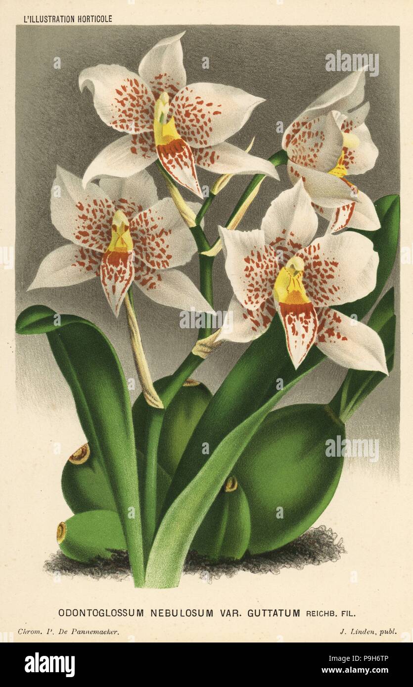 Rhynchostele aptera orchid (Odontoglossum nebulosum var. guttatum). Chromolithograph by P. de Pannemaeker from Jean Linden's l'Illustration Horticole, Brussels, 1884. Stock Photo