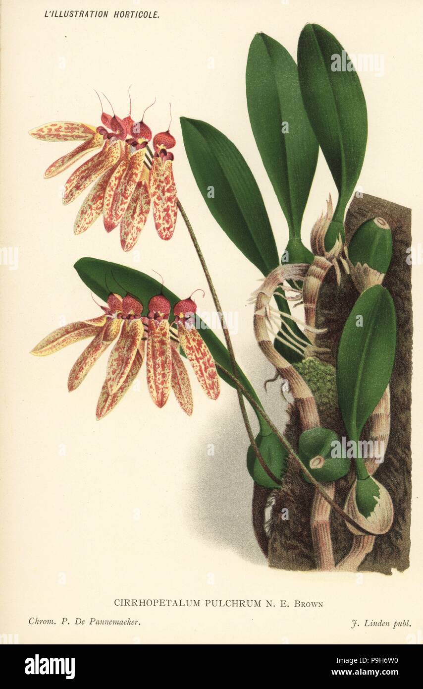 Bulbophyllum longiflorum orchid (Cirrhopetalum pulchrum). Chromolithograph by Pieter de Pannemaeker from Jean Linden's l'Illustration Horticole, Brussels, 1885. Stock Photo
