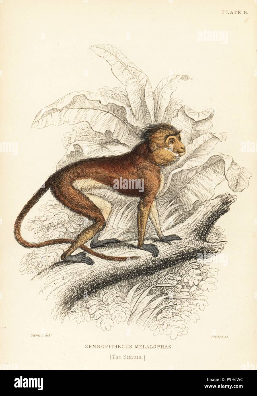 Library Monkey Library Monkey