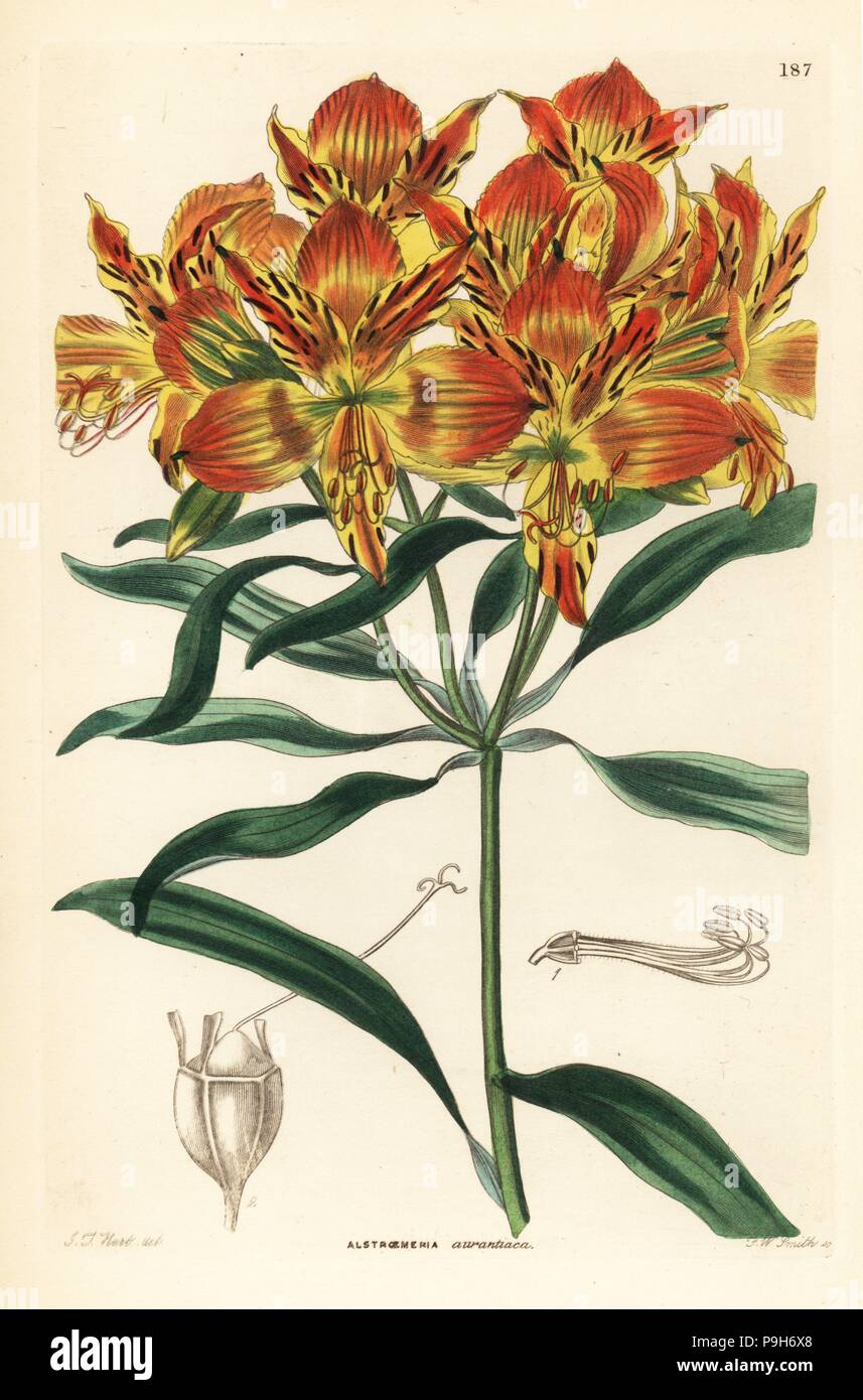 Orange Peruvian lily, Alstroemeria aurea (Orange-flowered alstroemeria, Alstroemeria aurantiaca). Handcoloured copperplate engraving by Frederick W. Smith after J.T. Hart from John Lindley and Robert Sweet's Ornamental Flower Garden and Shrubbery, G. Willis, London, 1854. Stock Photo