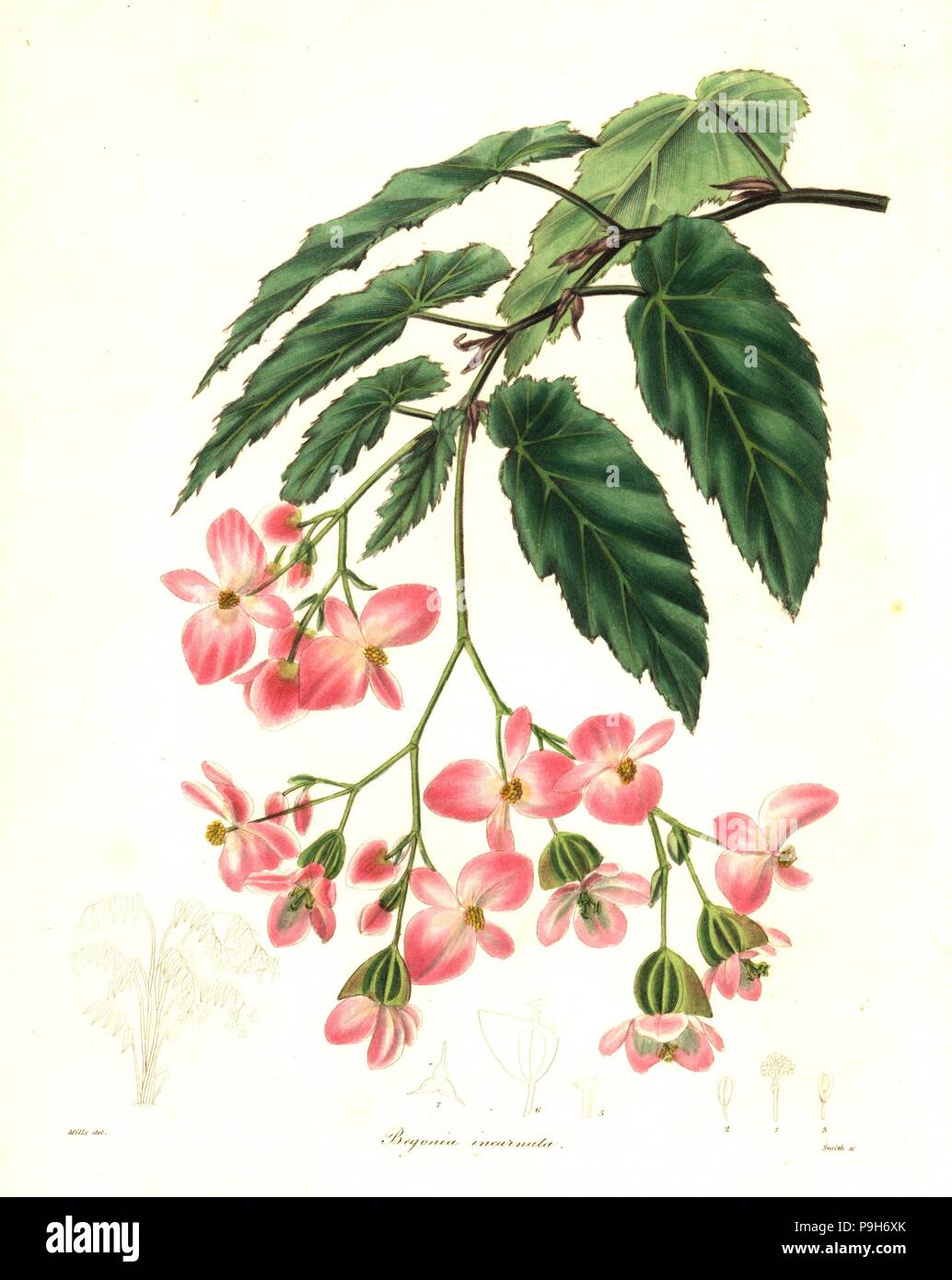 Rose-coloured begonia, Begonia incarnata. Handcoloured copperplate engraving by Smith after a botanical illustration by Mills from Benjamin Maund and the Rev. John Stevens Henslow's The Botanist, London, 1836. Stock Photo