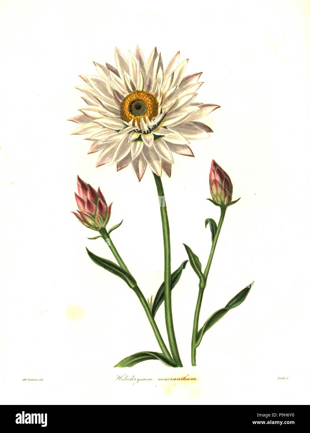 Strawflower or large-flowered helichrysum, Helichrysum macranthum. Handcoloured copperplate engraving by S. Nevitt after a botanical illustration by Mrs Augusta Withers from Benjamin Maund and the Rev. John Stevens Henslow's The Botanist, London, 1836. Stock Photo