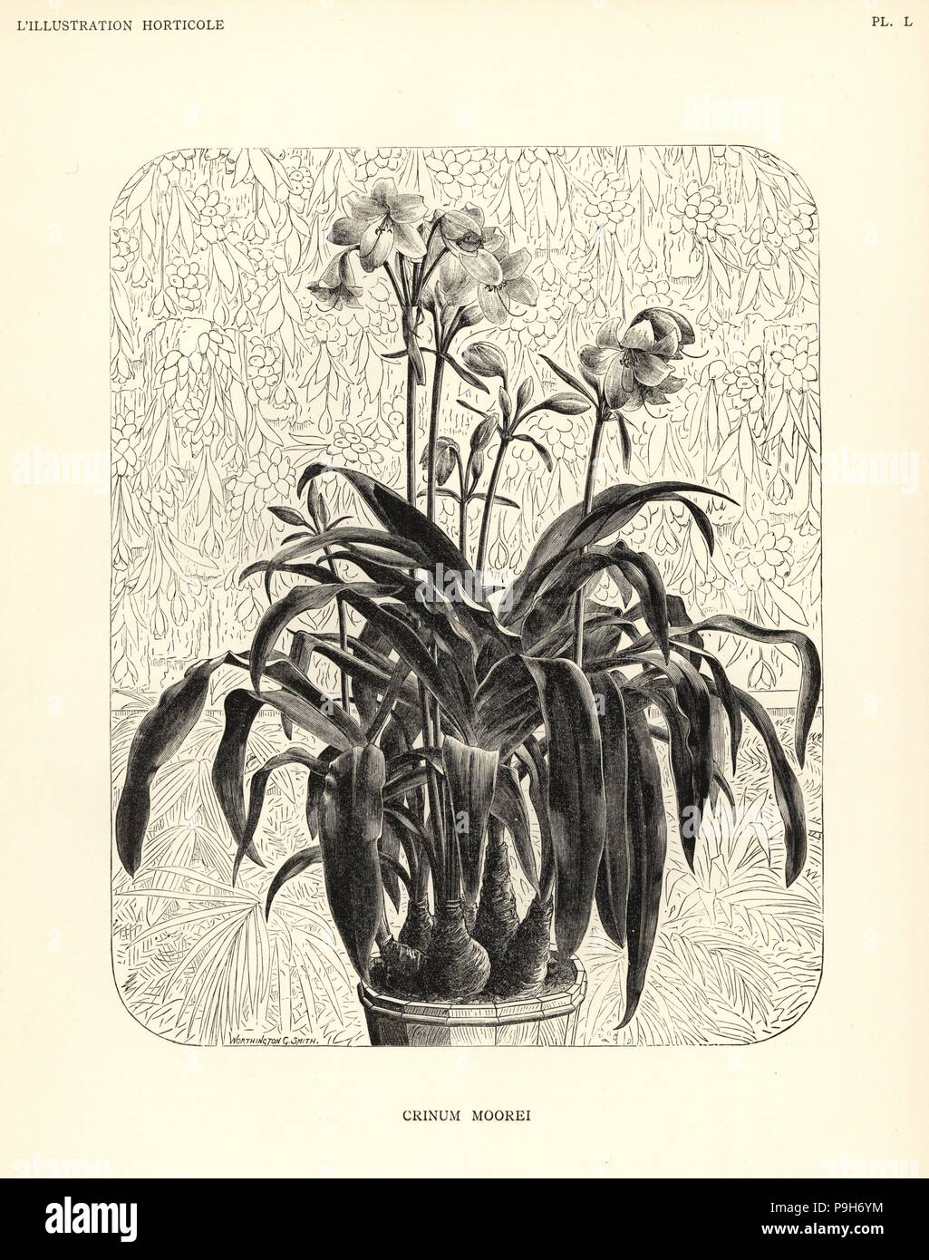 Moore's crinum, Crinum moorei. Woodcut after an illustration by Worthington G. Smith from Jean Linden's l'Illustration Horticole, Brussels, 1888. Stock Photo