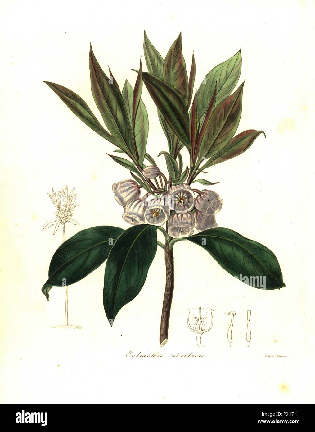 Enkianthus quinqueflorus (netted enkianthus, Enkiathus reticulatus). Handcoloured copperplate engraving by Watts after a botanical illustration by Mills from Benjamin Maund and the Rev. John Stevens Henslow's The Botanist, London, 1836. Stock Photo