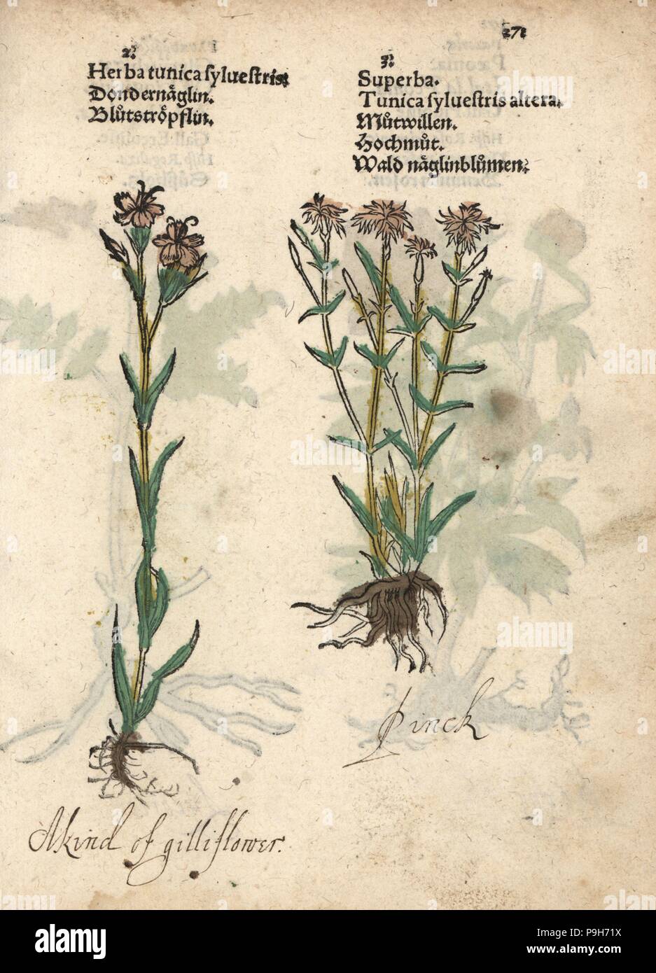 Dwarf pink carnations, Dianthus caryophyllus. Handcoloured woodblock engraving of a botanical illustration from Adam Lonicer's Krauterbuch, or Herbal, Frankfurt, 1557. This from a 17th century pirate edition or atlas of illustrations only, with captions in Latin, Greek, French, Italian, German, and in English manuscript. Stock Photo