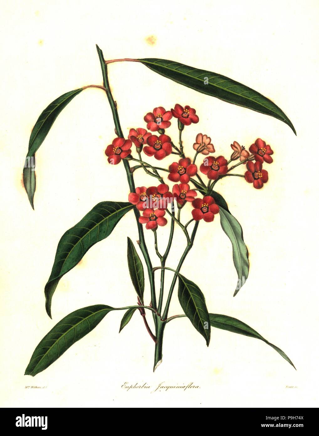 Scarlet plume, Euphorbia fulgens (Jacquinia-flowered euphobia, Euphorbia jacquiniiflora Euphorbia jacquiniaeflora). Handcoloured copperplate engraving by S. Nevitt after a botanical illustration by Mrs Augusta Withers from Benjamin Maund and the Rev. John Stevens Henslow's The Botanist, London, 1836. Stock Photo