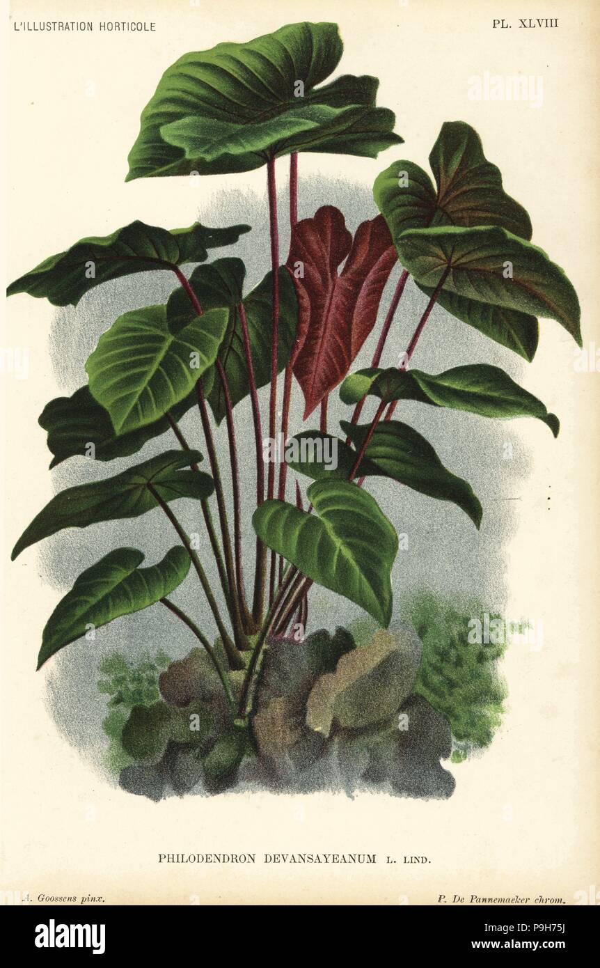 Philodendron devansayeanum. Chromolithograph by Pieter de Pannemaeker after an illustration by A. Goossens from Jean Linden's l'Illustration Horticole, Brussels, 1895. Stock Photo