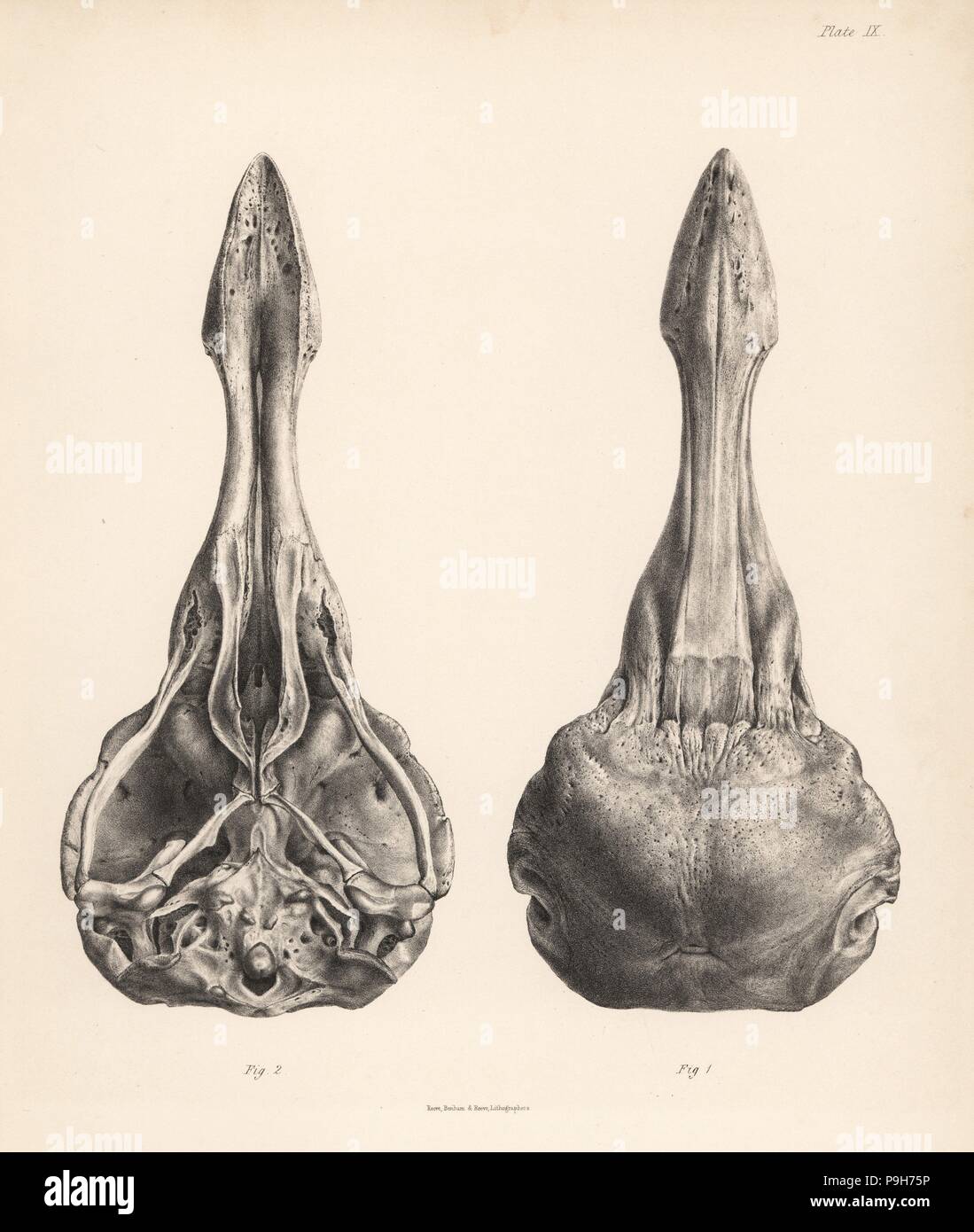 Upper and lower views of the skull of a dodo. Lithograph from Hugh Edwin Strickland and Alexander Gordon Melville's The Dodo and its Kindred, London, Reeve, Benham and Reeve, 1848. Stock Photo