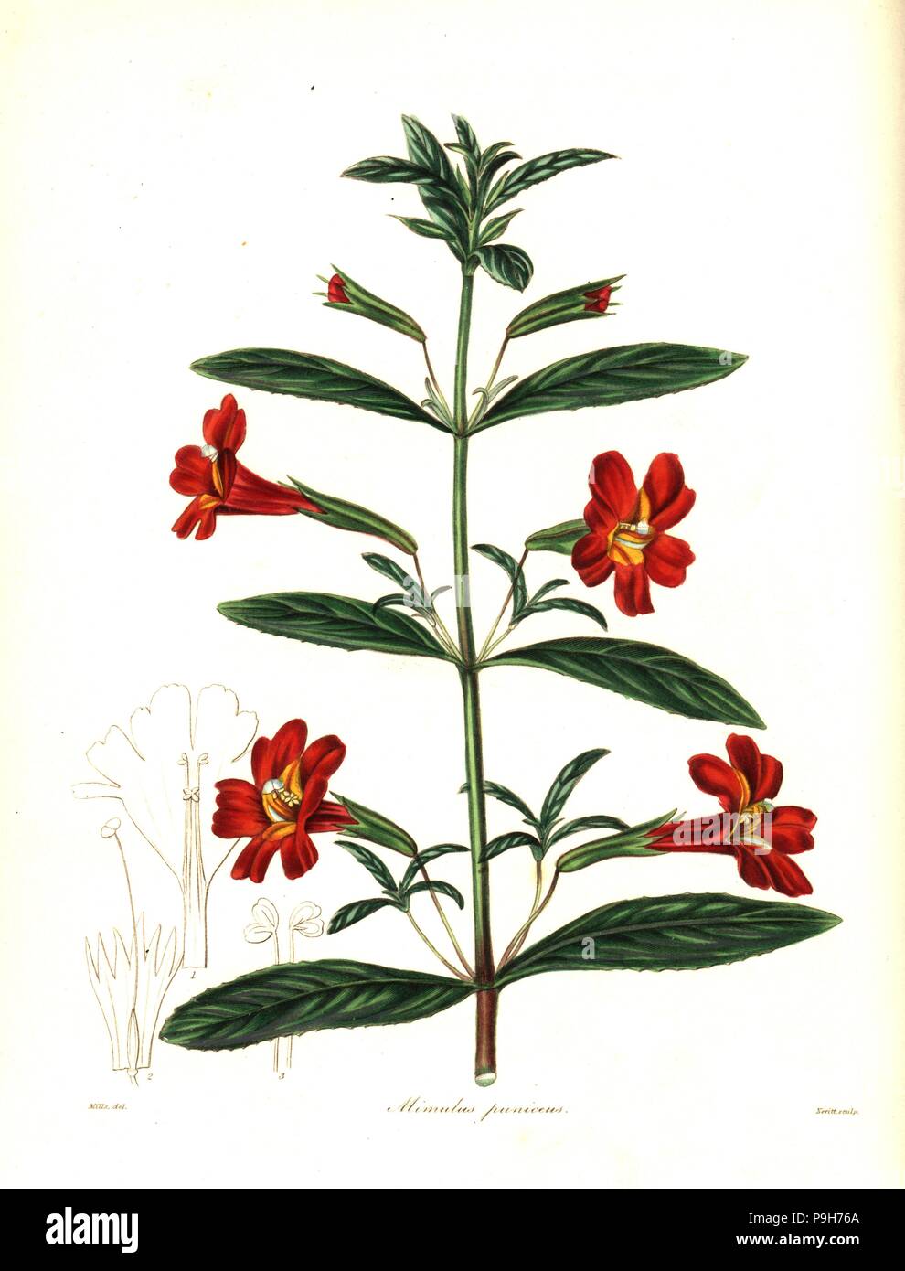 Red monkey flower or scarlet mimulus, Mimulus puniceus. Handcoloured copperplate engraving by Smith after a botanical illustration by Mills from Benjamin Maund and the Rev. John Stevens Henslow's The Botanist, London, 1836. Stock Photo