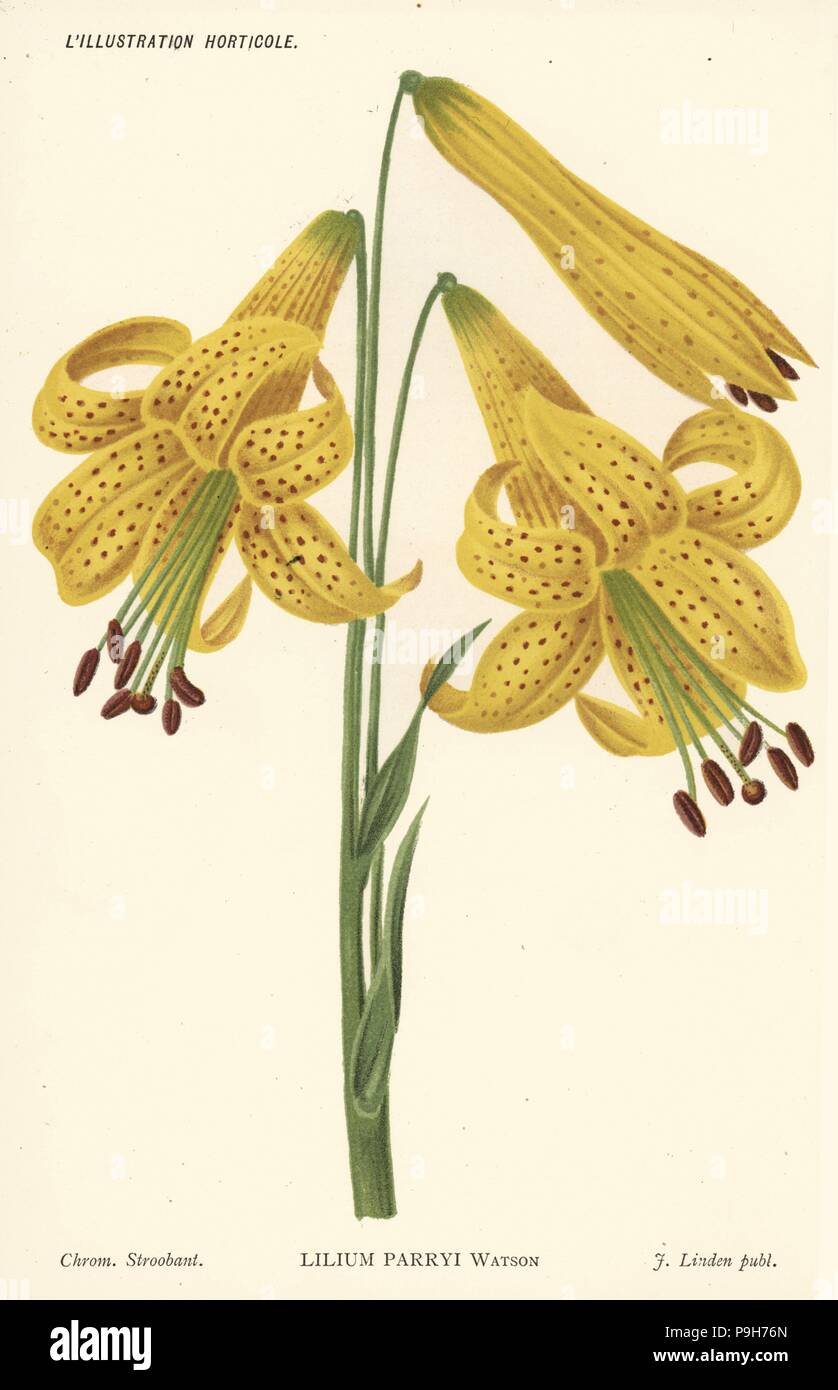 Lemon lily, Lilium parryi. Chromolithograph by Stroobant from Jean Linden's l'Illustration Horticole, Brussels, 1885. Stock Photo