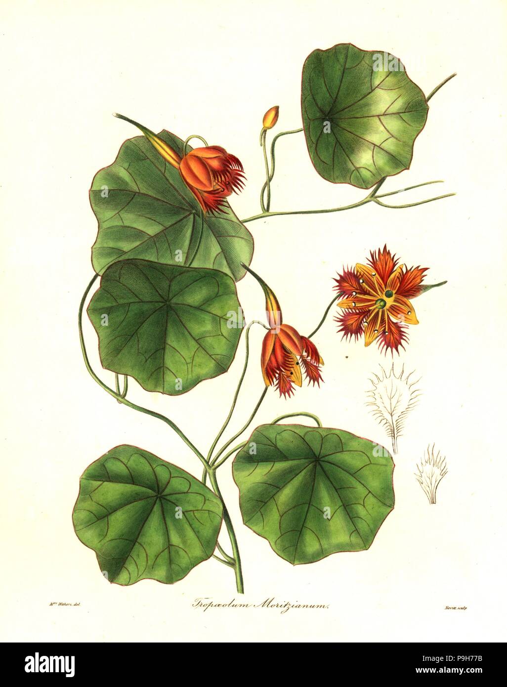 Moritz' Indian cress, Tropaeolum moritzianum. Handcoloured copperplate engraving by S. Nevitt after a botanical illustration by Mrs Augusta Withers from Benjamin Maund and the Rev. John Stevens Henslow's The Botanist, London, 1836. Stock Photo