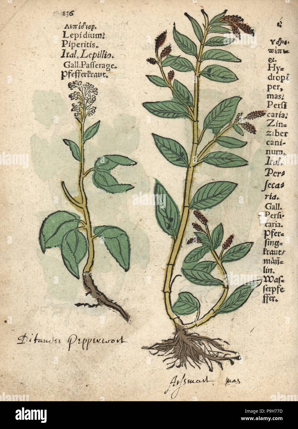 Pepperwort, Lepidium latifolium, and waterpepper, Persicaria hydropiper. Handcoloured woodblock engraving of a botanical illustration from Adam Lonicer's Krauterbuch, or Herbal, Frankfurt, 1557. This from a 17th century pirate edition or atlas of illustrations only, with captions in Latin, Greek, French, Italian, German, and in English manuscript. Stock Photo