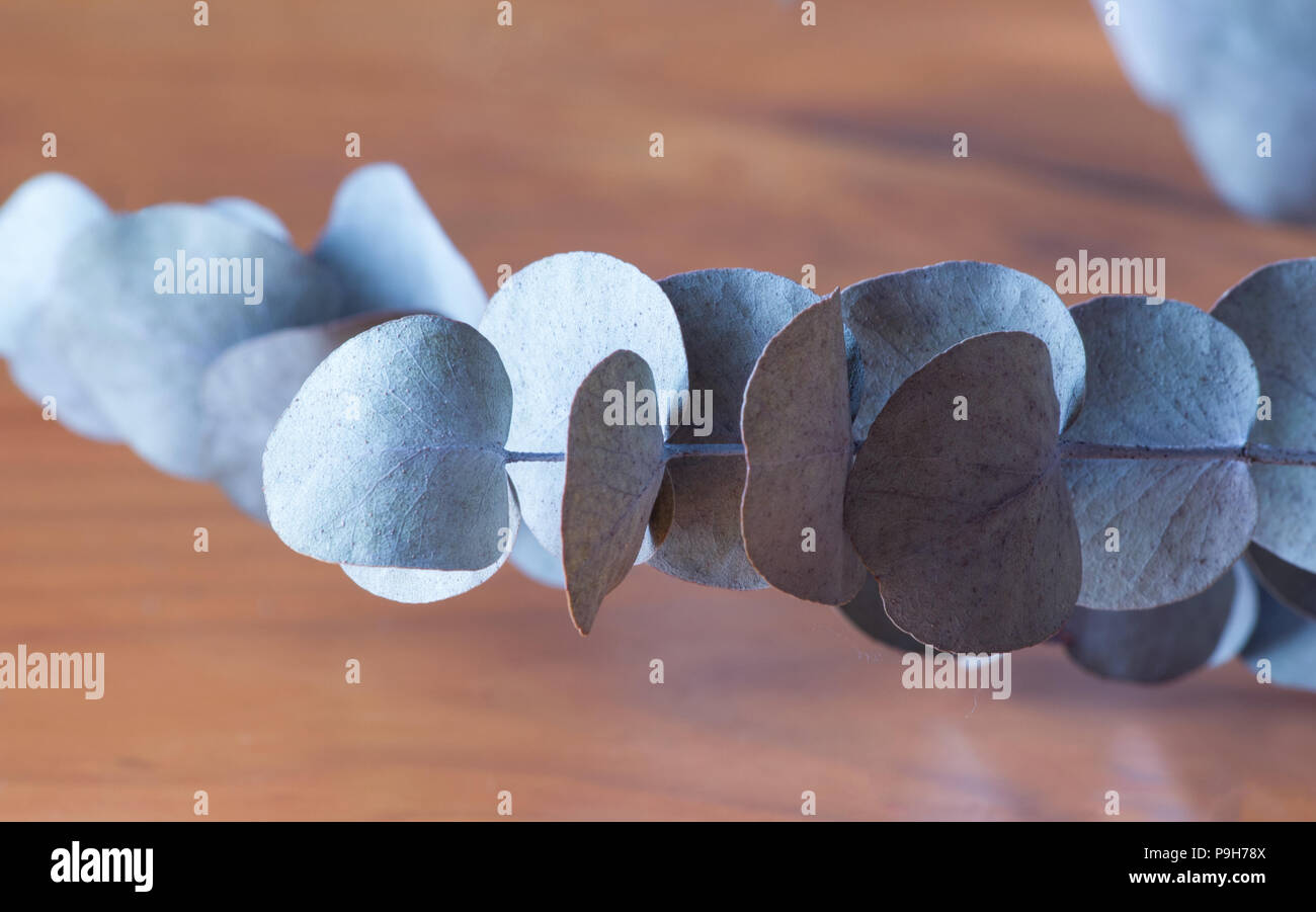 Eucalyptus leaves on wooden table Stock Photo