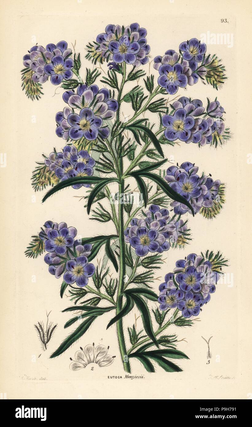 Phacelia menziesii or Phacelia linearis (Menzies' eutoca, Eutoca menziesii). Handcoloured copperplate engraving by Frederick W. Smith after J. T. Hart from John Lindley and Robert Sweet's Ornamental Flower Garden and Shrubbery, G. Willis, London, 1854. Stock Photo