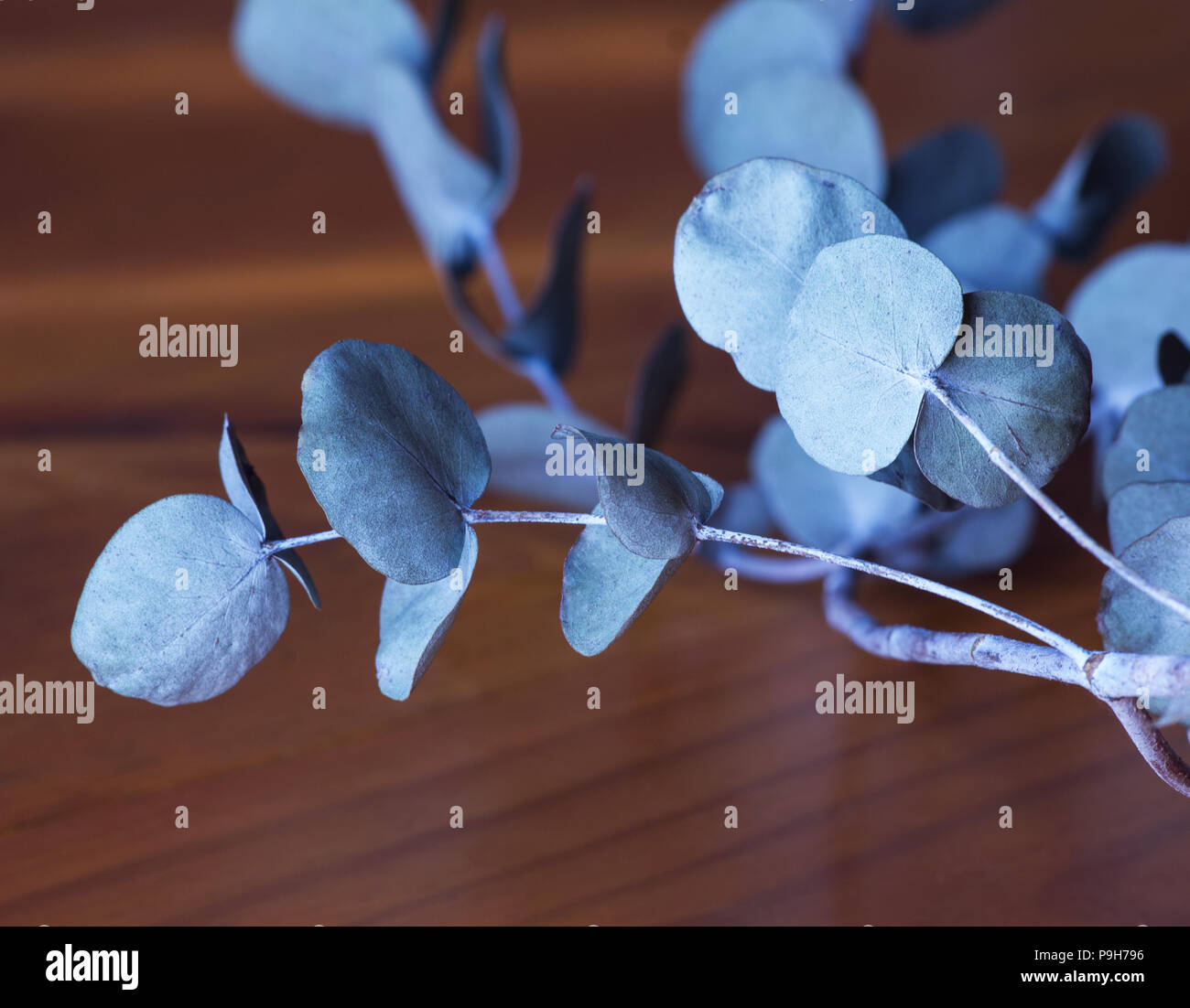 Eucalyptus perriniana hi-res stock photography and images - Alamy