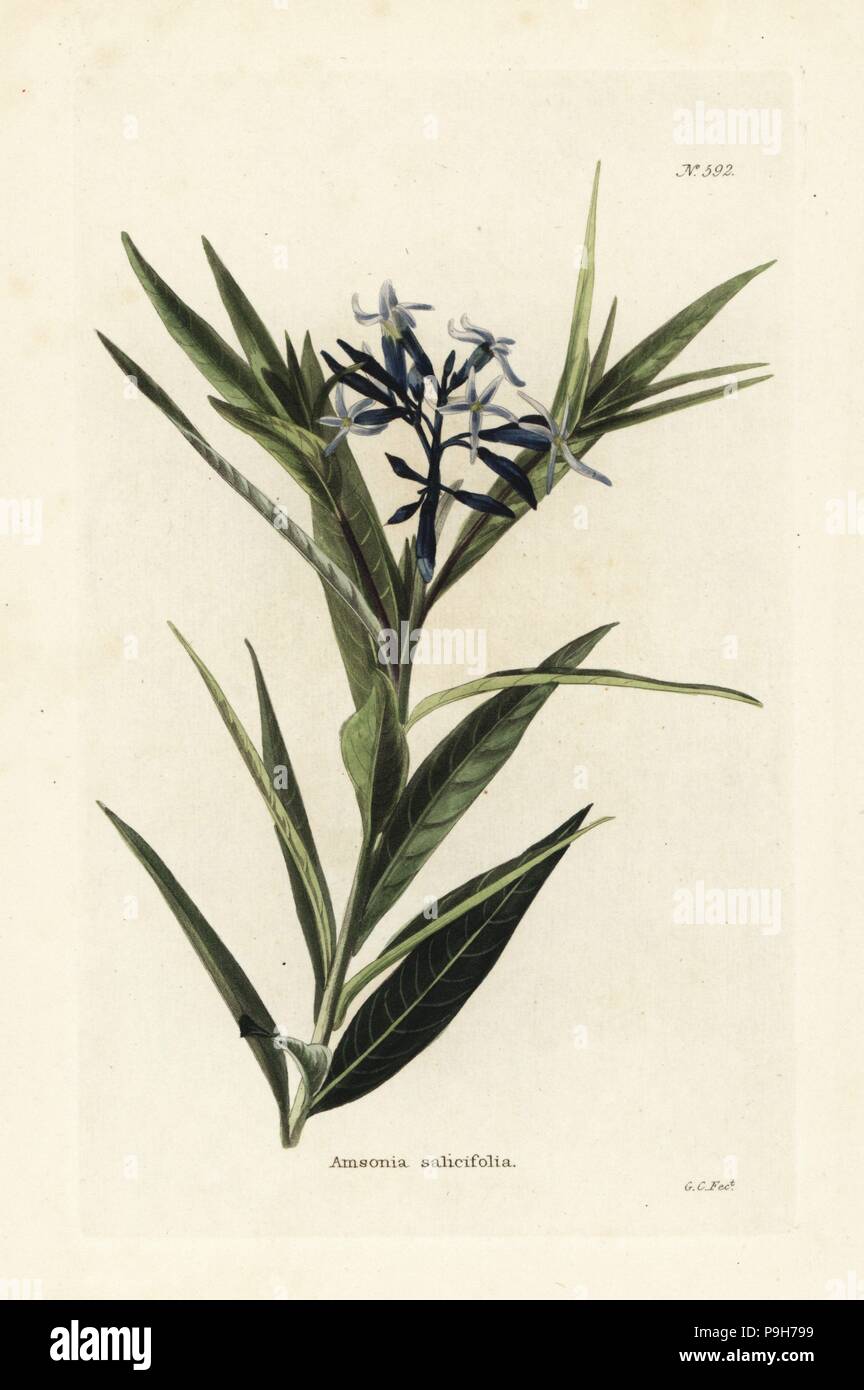 Blue star, Amsonia tabernaemontana var. salicifolia (Amsonia salicifolia). Handcoloured copperplate engraving by George Cooke from Conrad Loddiges' Botanical Cabinet, Hackney, London, 1821. Stock Photo