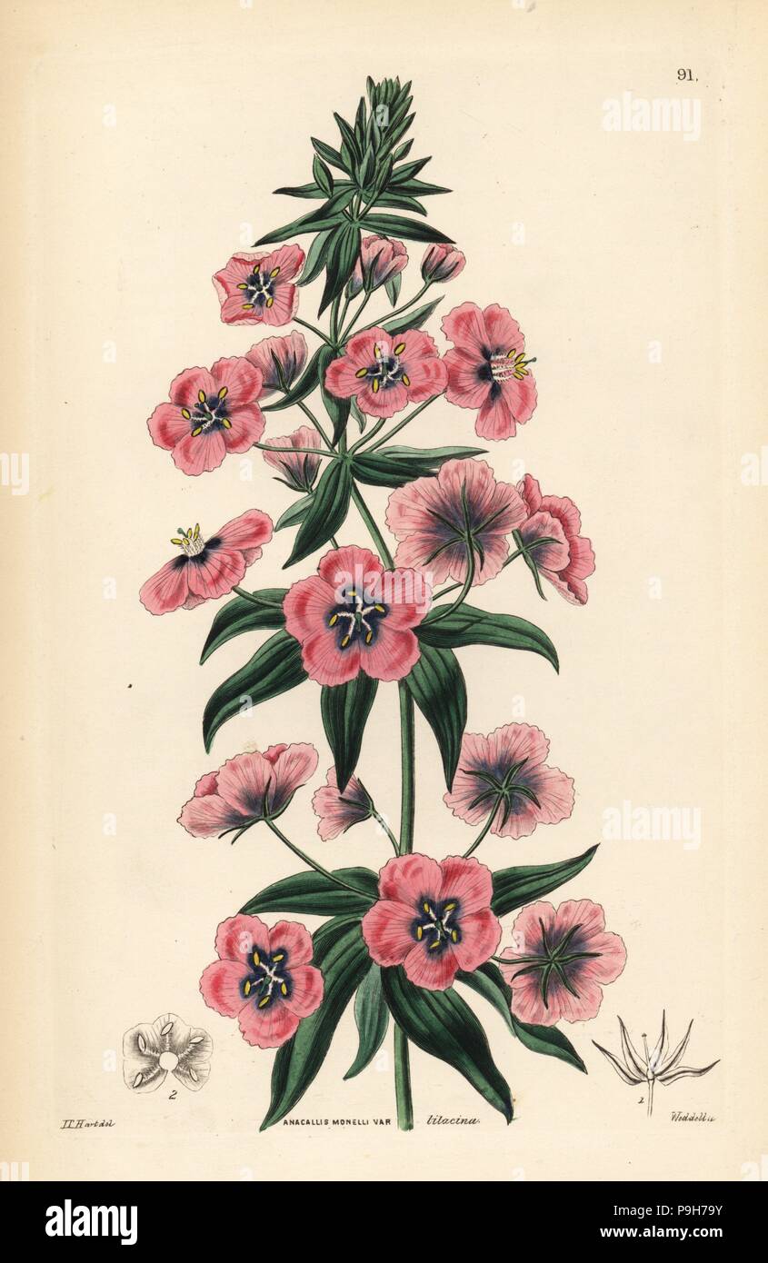 Lilac-flowered Italian pimpernel, Anagallis monelli var. lilacina. Handcoloured copperplate engraving by Weddell after Edwin Dalton Smith from John Lindley and Robert Sweet's Ornamental Flower Garden and Shrubbery, G. Willis, London, 1854. Stock Photo