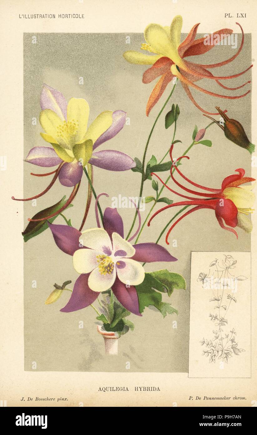 Columbine hybrids raised from Aquilegia glandulosa and Aquilegia canadensis at Laken. Chromolithograph by Pieter de Pannemaeker after an illustration by J. de Bosschere from Jean Linden's l'Illustration Horticole, Brussels, 1896. Stock Photo