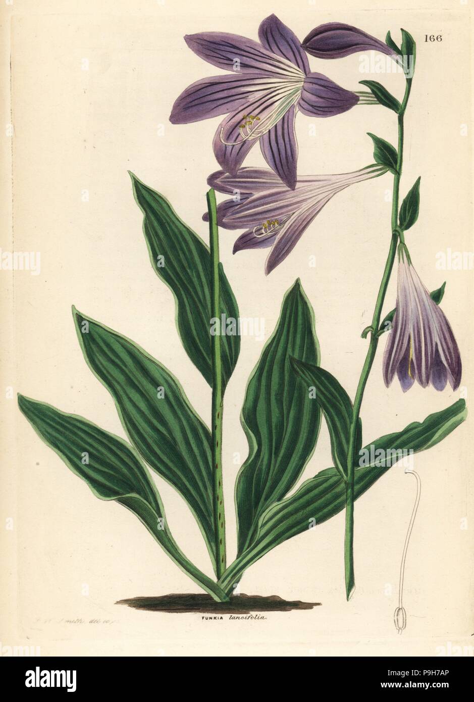 Lanceleaf plantain lily, Hosta lancifolia (Lance-leaved funkia, Funkia lancifolia). . Handcoloured copperplate drawn and engraved by Frederick W. Smith from John Lindley and Robert Sweet's Ornamental Flower Garden and Shrubbery, G. Willis, London, 1854. Stock Photo