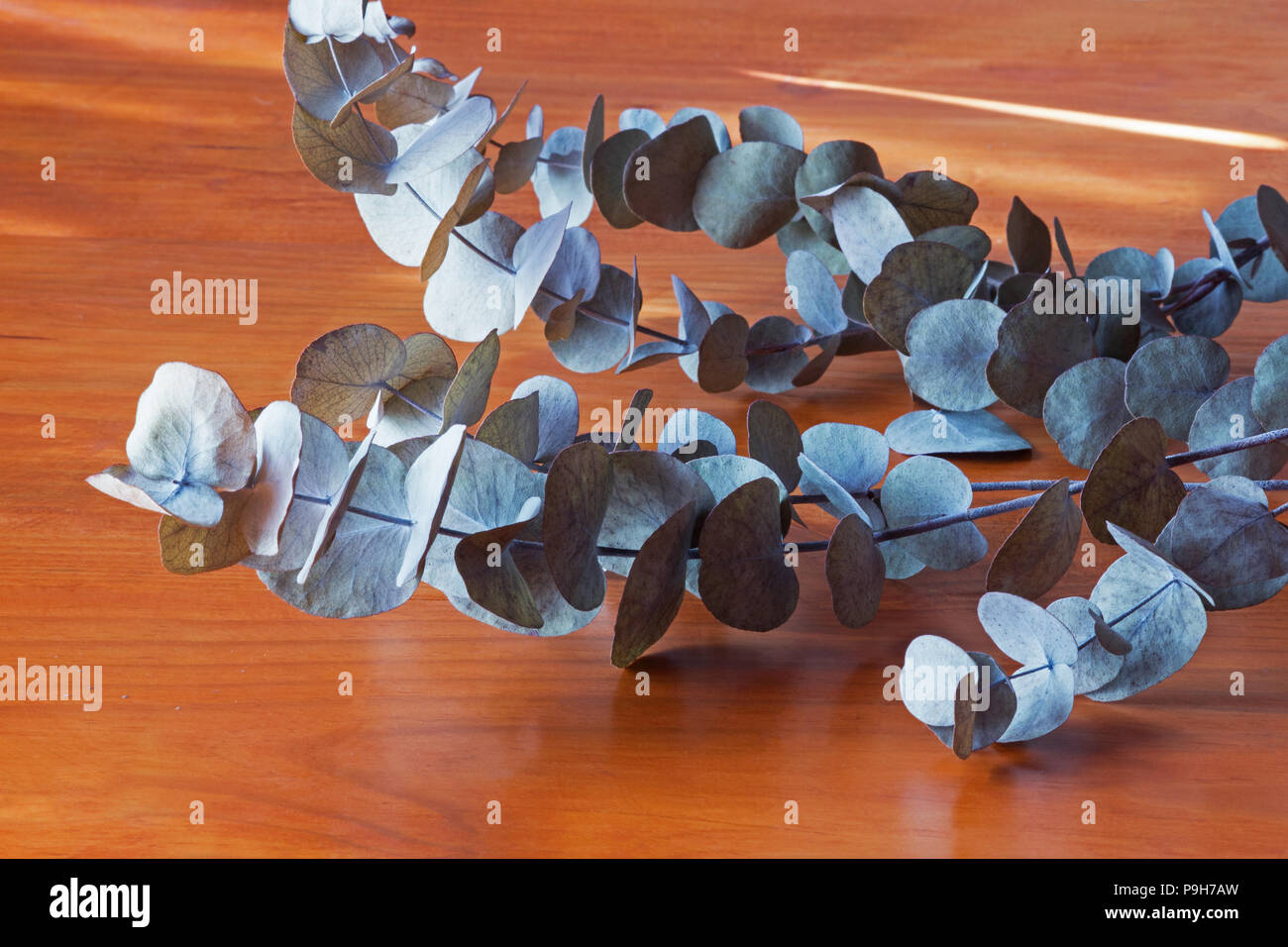 Eucalyptus leaves on wooden table Stock Photo