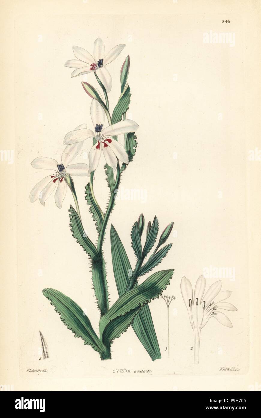 Lapeirousia fabricii (Prickly stemmed ovieda, Ovieda aculeata). Handcoloured copperplate engraving by Weddell after Edwin Dalton Smith from John Lindley and Robert Sweet's Ornamental Flower Garden and Shrubbery, G. Willis, London, 1854. Stock Photo
