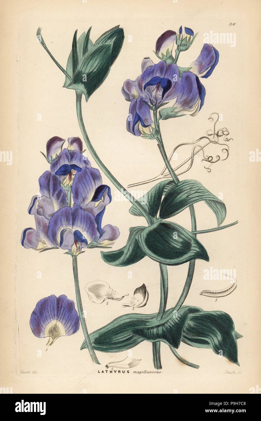 Magellan everlasting pea or Lord Anson's pea, Lathyrus magellanicus. Handcoloured copperplate engraving by Frederick W. Smith after J. Hart from John Lindley and Robert Sweet's Ornamental Flower Garden and Shrubbery, G. Willis, London, 1854. Stock Photo