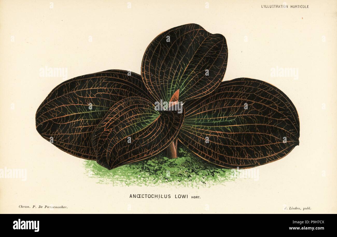Dossinia marmorata orchid (Anoectochilus lowii). Chromolithograph by P. de Pannemaeker from Jean Linden's l'Illustration Horticole, Brussels, 1883. Stock Photo