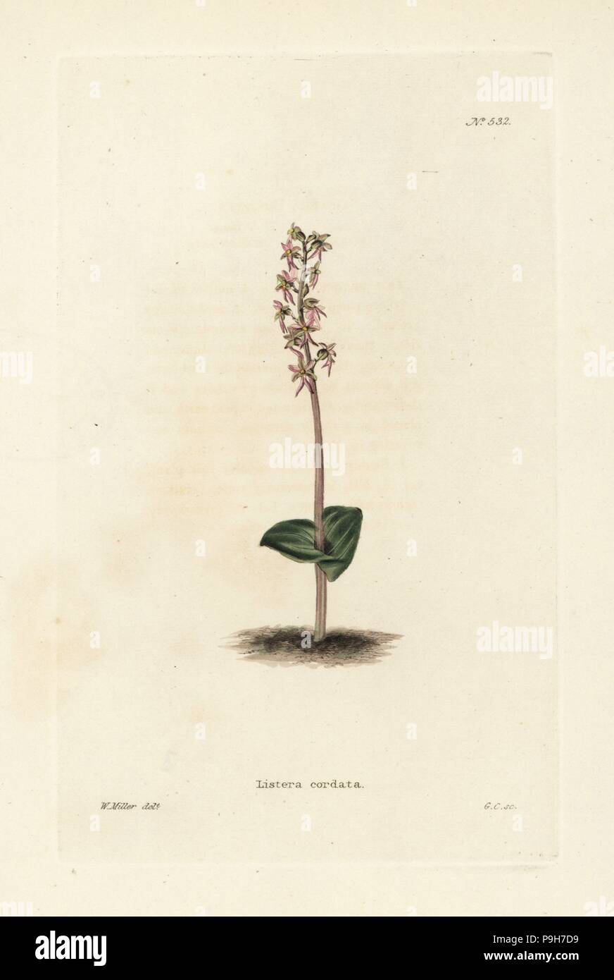 Lesser twayblade orchid, Neottia cordata (Listera cordata). Handcoloured copperplate engraving by George Cooke after an illustration by William Miller from Conrad Loddiges' Botanical Cabinet, Hackney, London, 1821. Stock Photo