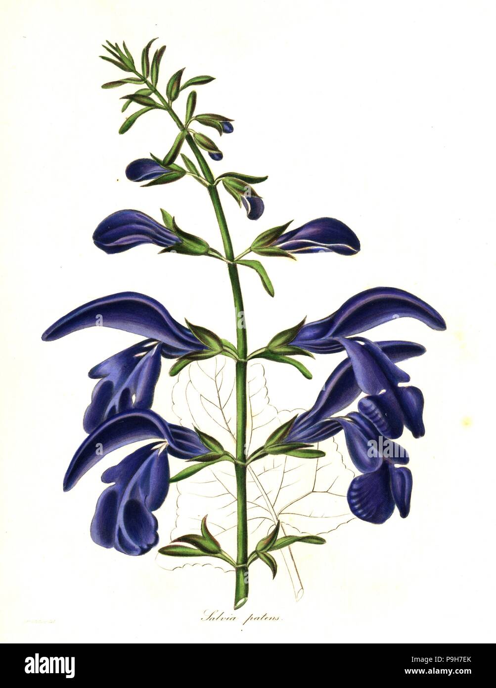 Spreading sage, Salvia patens. Handcoloured copperplate engraving after a botanical illustration by Mrs Augusta Withers from Benjamin Maund and the Rev. John Stevens Henslow's The Botanist, London, 1836. Stock Photo