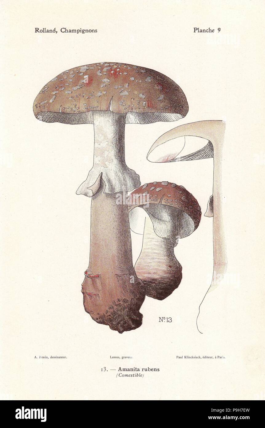 Blusher mushroom, Amanita rubescens (Amanita rubens). Chromolithograph by Lassus after an illustration by A. Bessin from Leon Rolland's Guide to Mushrooms from France, Switzerland and Belgium, Atlas des Champignons, Paul Klincksieck, Paris, 1910. Stock Photo