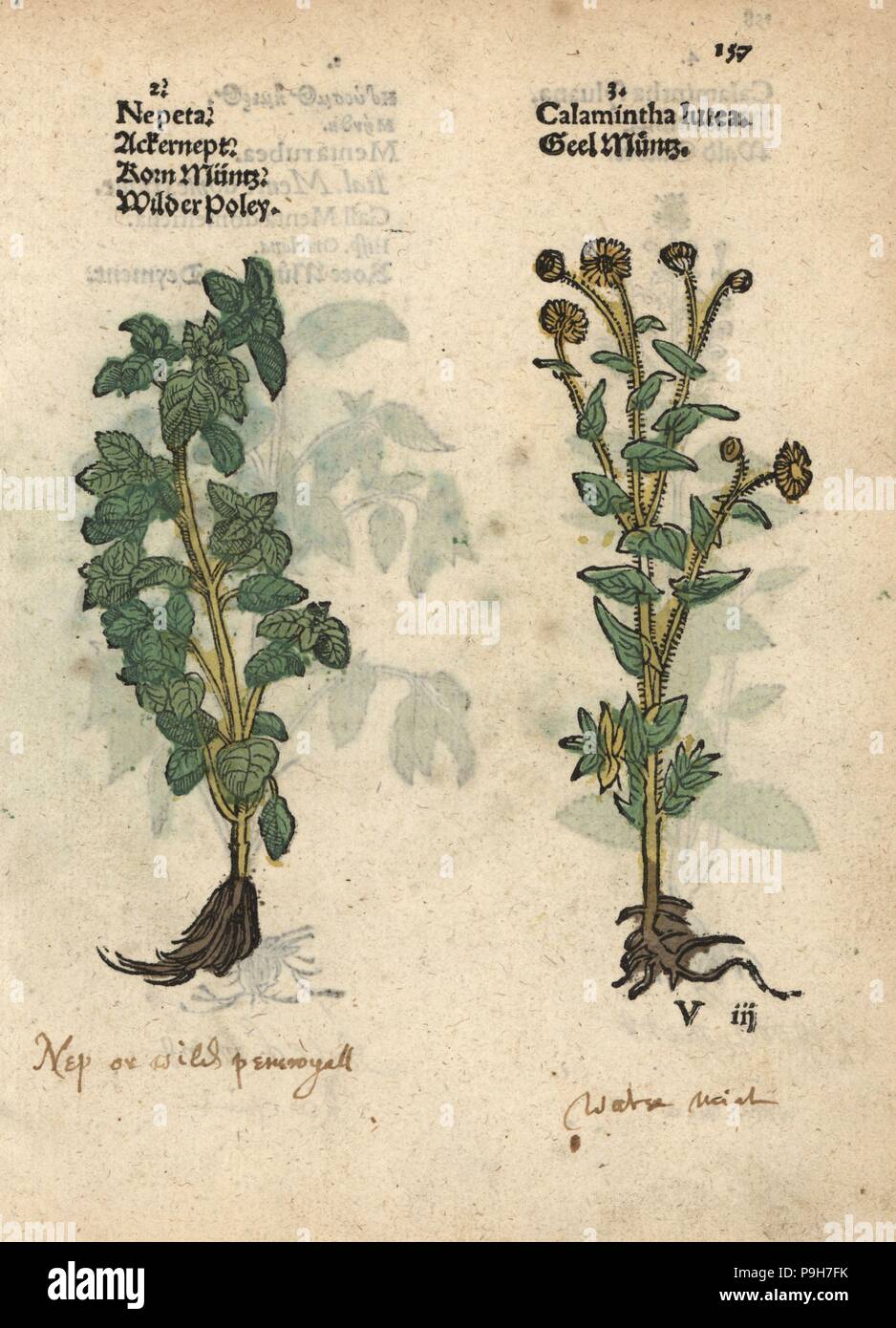 Lesser calamint, Calamintha nepeta, and yellow calamint, Calamintha lutea. Handcoloured woodblock engraving of a botanical illustration from Adam Lonicer's Krauterbuch, or Herbal, Frankfurt, 1557. This from a 17th century pirate edition or atlas of illustrations only, with captions in Latin, Greek, French, Italian, German, and in English manuscript. Stock Photo
