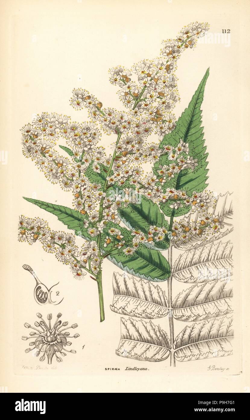 Sorbaria tomentosa (Dr. Lindley's spiraea, Spiraea lindleyana). Handcoloured copperplate engraving by G. Barclay after Miss Sarah Drake from John Lindley and Robert Sweet's Ornamental Flower Garden and Shrubbery, G. Willis, London, 1854. Stock Photo